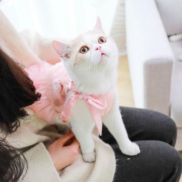 spring pet cat dresses cute dress lace wedding skirts small clothes clothing for pets party costume oo50qz costumes
spring pet cat dresses cute dress lace wedding skirts small clothes clothing for pets party costume oo50qz costumes