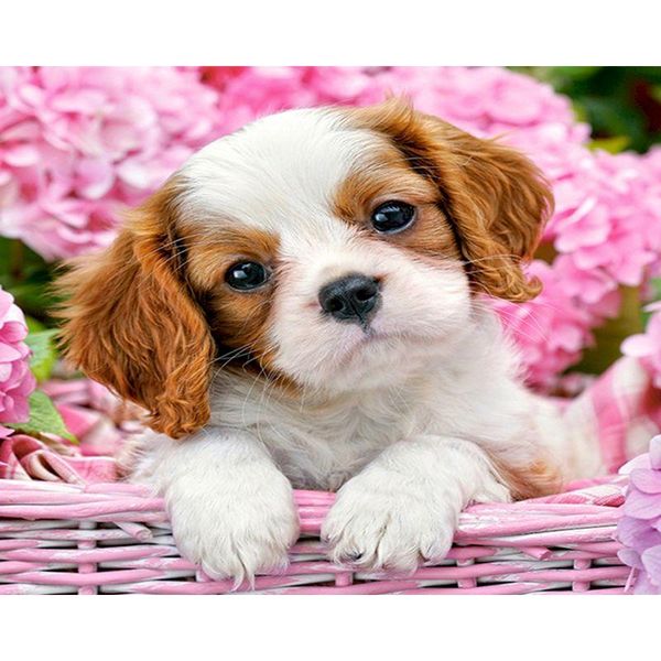paintings selilali paint by numbers kits handpainted diy framed on canvas flower dog animal picture number modern home wall decor
paintings selilali paint by numbers kits handpainted diy framed on canvas flower dog animal picture number modern home wall decor