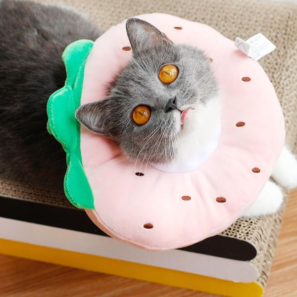 cat collars & leads adjustable recovery collar soft plush elizabethan with movable buckle protective cone after for dogs lc
cat collars & leads adjustable recovery collar soft plush elizabethan with movable buckle protective cone after for dogs lc