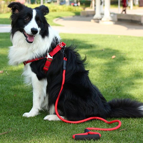 cat collars & leads 1pcs nylon pet leash running traction rope dog foam handle round chest strap chain supplies
cat collars & leads 1pcs nylon pet leash running traction rope dog foam handle round chest strap chain supplies