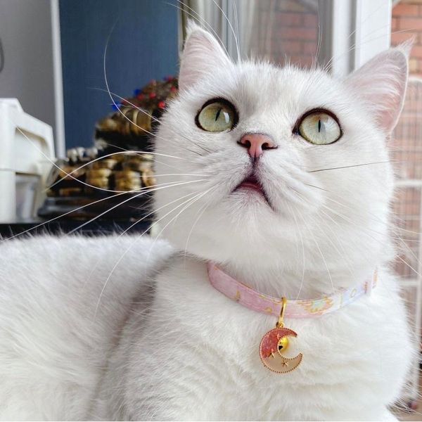 cat costumes pet dog neckerchief neck decoration scarf saliva towel necklace cartoon printing pattern accessories supplies n46
cat costumes pet dog neckerchief neck decoration scarf saliva towel necklace cartoon printing pattern accessories supplies n46