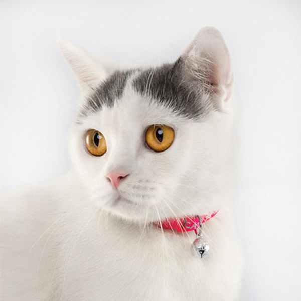 cat collars & leads pet supplies accessories collar colorul with bell adjustable buckle
cat collars & leads pet supplies accessories collar colorul with bell adjustable buckle