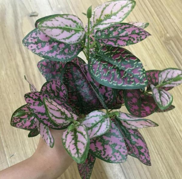 type-2 5pcs artificial zebrina commelina leaf branch greenery for plant wall background wedding party home office bar decorative
type-2 5pcs artificial zebrina commelina leaf branch greenery for plant wall background wedding party home office bar decorative