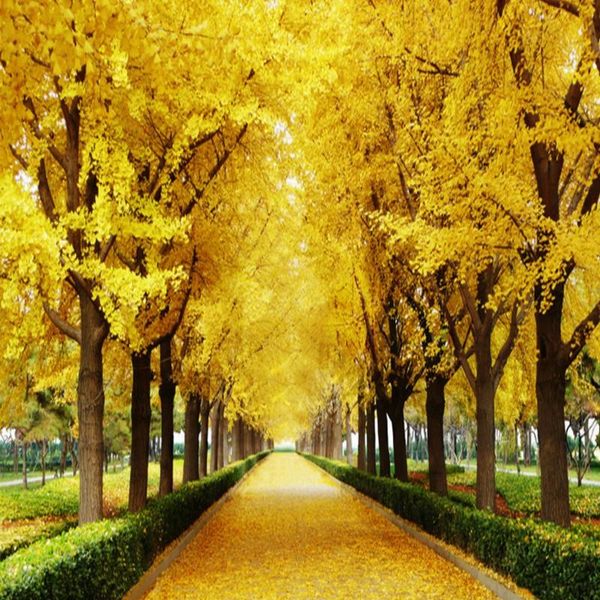 wallpapers drop colomac custom foto mural autumn gold tree landscape for living room bedroom papel de parede home decor
wallpapers drop colomac custom foto mural autumn gold tree landscape for living room bedroom papel de parede home decor