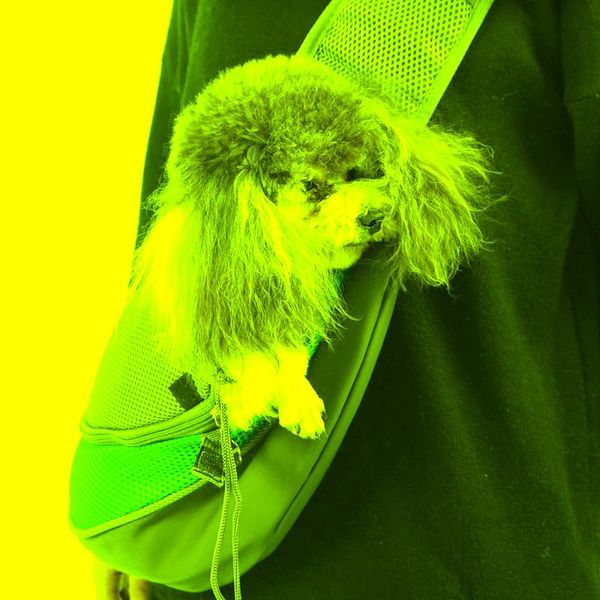 pet dog carrier handbag outdoor travel pouch mesh oxford comfort single shoulder bag sling tote product car seat covers
pet dog carrier handbag outdoor travel pouch mesh oxford comfort single shoulder bag sling tote product car seat covers
