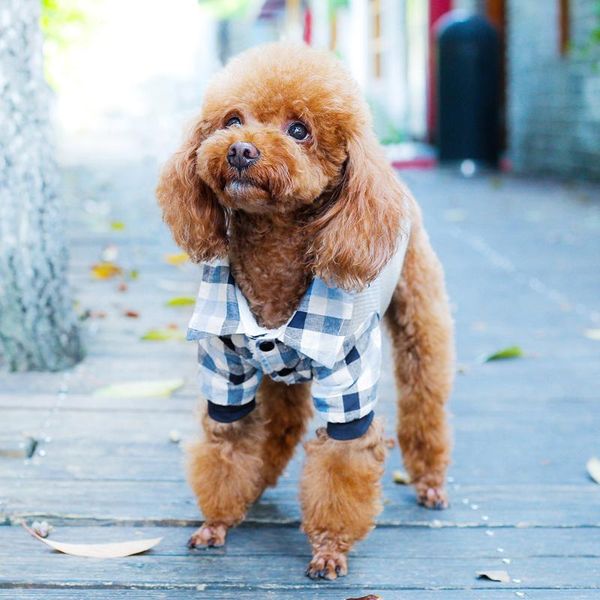 dog apparel creative stripe shirt fashion dress cute clothes mini shirts for dogs jacket grils camisetas perro pet yy50ds
dog apparel creative stripe shirt fashion dress cute clothes mini shirts for dogs jacket grils camisetas perro pet yy50ds