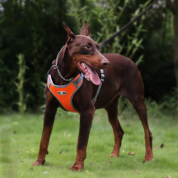 dog collars & leashes outdoor adjustable halter vest for and cat walking traction with polyester mesh straps medium to large a
dog collars & leashes outdoor adjustable halter vest for and cat walking traction with polyester mesh straps medium to large a