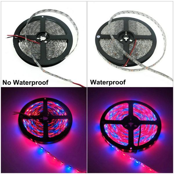100m/lot led strip grow light dc12v flexible red blue 3:1 / 4:1 5:1 greenhouse hydroponic plant growing. strips
100m/lot led strip grow light dc12v flexible red blue 3:1 / 4:1 5:1 greenhouse hydroponic plant growing. strips