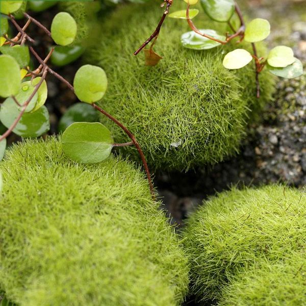 micro landscape grass stone figurine home decor 2021 christmas miniature year fairy garden decoration accessories 1pc decorative flowers & w
micro landscape grass stone figurine home decor 2021 christmas miniature year fairy garden decoration accessories 1pc decorative flowers & w