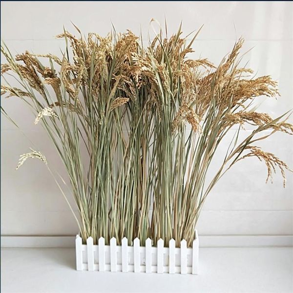 stems dried rice flower bunch wheat grain bouquet natural plant wedding decoration decorative flowers & wreaths
stems dried rice flower bunch wheat grain bouquet natural plant wedding decoration decorative flowers & wreaths