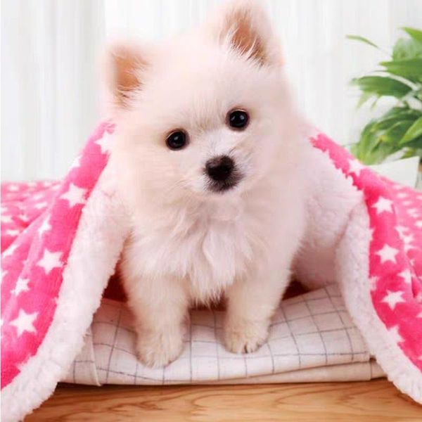 kennels & pens dog cat mattress thickened blanket mat flannel sleeping pad autumn winter nest double fleece cashmere soft warm pet
kennels & pens dog cat mattress thickened blanket mat flannel sleeping pad autumn winter nest double fleece cashmere soft warm pet