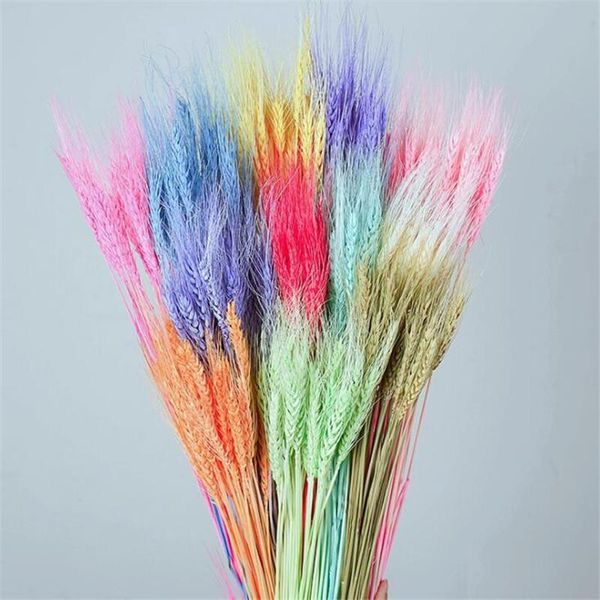 decorative flowers & wreaths 100pcs real wheat ear flower 100% natural true dried wedding party decoration home garden decor bouquet
decorative flowers & wreaths 100pcs real wheat ear flower 100% natural true dried wedding party decoration home garden decor bouquet