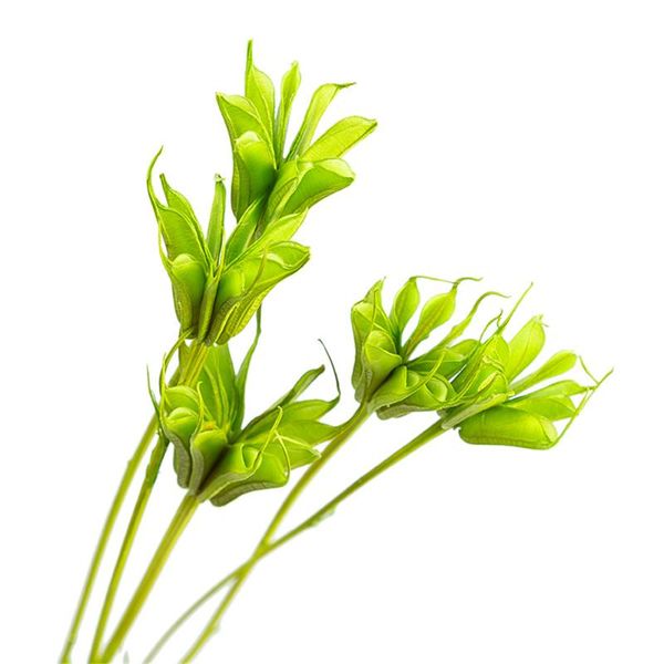 10pcs natural immortal star anise bouquets color flower bunch green decorative flowers & wreaths
10pcs natural immortal star anise bouquets color flower bunch green decorative flowers & wreaths