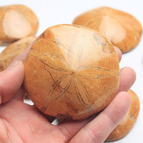 decorative objects & figurines natural polished starfish fossil asteroid stone fossils for decoration wholesale n2k4
decorative objects & figurines natural polished starfish fossil asteroid stone fossils for decoration wholesale n2k4