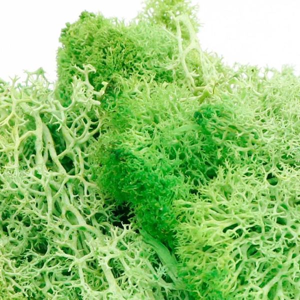 20g/pack green plant immortal everlasting flower moss grass home living room decorative wall diy mini accessories flowers & wreaths
20g/pack green plant immortal everlasting flower moss grass home living room decorative wall diy mini accessories flowers & wreaths