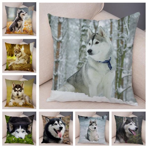 cushion/decorative pillow cute pet animal printed cushion cover for sofa home super soft plush decor siberian husky dog case 45*45cm covers
cushion/decorative pillow cute pet animal printed cushion cover for sofa home super soft plush decor siberian husky dog case 45*45cm covers