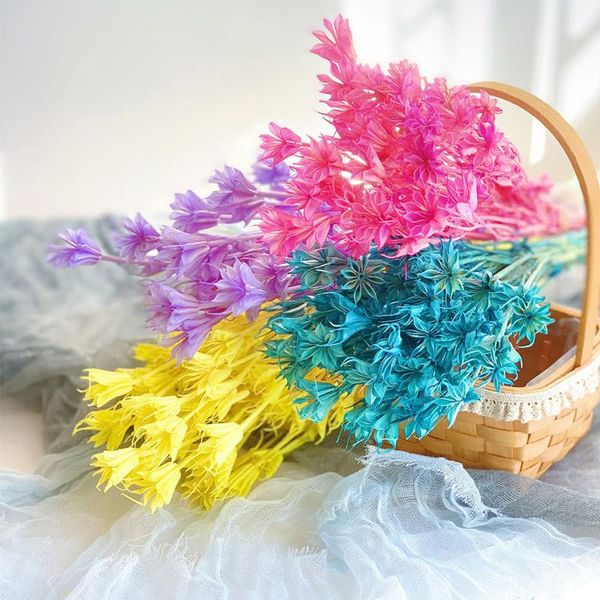over 25 flower heads dried flowers forest styles wall decor nordic home living room decoration eternelle star anise decorative & wreaths
over 25 flower heads dried flowers forest styles wall decor nordic home living room decoration eternelle star anise decorative & wreaths