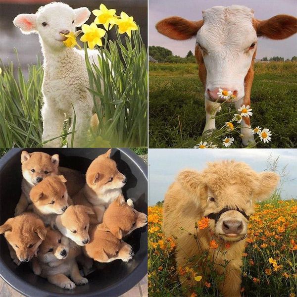 diamond painting 5d diy cross stitch animals cute embroidery mosaic handmade full square round drill wall decor craft gift
diamond painting 5d diy cross stitch animals cute embroidery mosaic handmade full square round drill wall decor craft gift