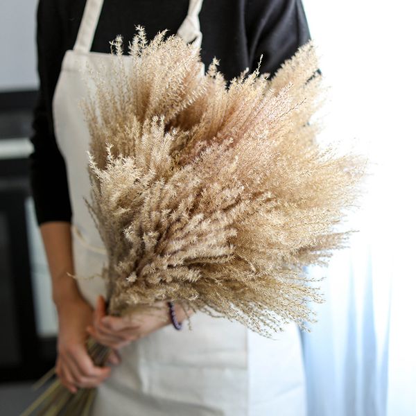 real pampas grass decor natural dried flowers plants wedding flowers dry flower bouquet fluffy lovely for holiday home decor 2156 v2
real pampas grass decor natural dried flowers plants wedding flowers dry flower bouquet fluffy lovely for holiday home decor 2156 v2