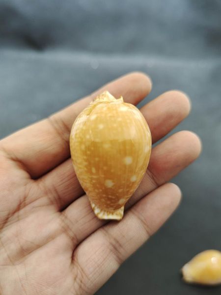 novelty items natural conch shells east china sea golden star treasure collection home decoration ornaments
novelty items natural conch shells east china sea golden star treasure collection home decoration ornaments