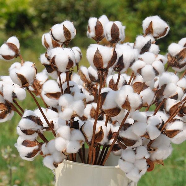 5pcs naturally dried cotton flowers artificial plants floral branch for wedding party decoration fake home decor decorative & wreaths
5pcs naturally dried cotton flowers artificial plants floral branch for wedding party decoration fake home decor decorative & wreaths