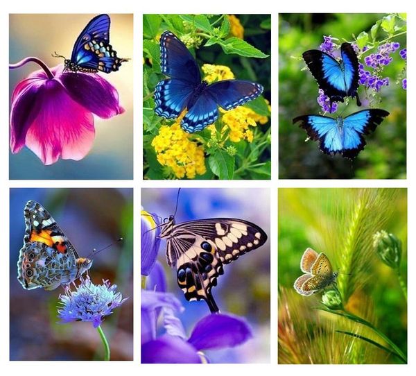 diamond painting full square mosaic picture of rhinestone embroidery flower with butterfly decor
diamond painting full square mosaic picture of rhinestone embroidery flower with butterfly decor