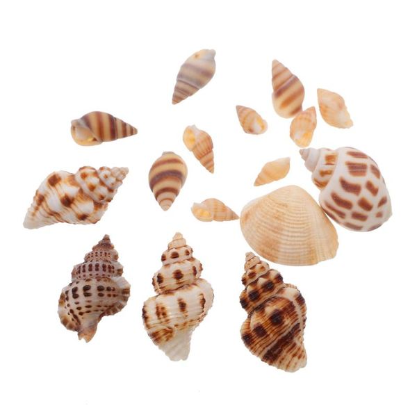 novelty items 2 boxes shell sea snail decorative diy crafts decor accessories
novelty items 2 boxes shell sea snail decorative diy crafts decor accessories