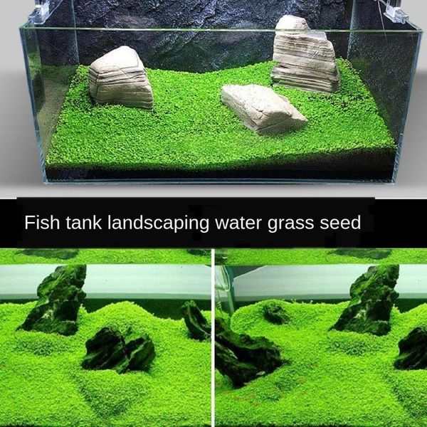 decorations aquarium plants,aquarium decoration, quickly landscaping aquatic plants ,aerobics water grass plant for fish breeding
decorations aquarium plants,aquarium decoration, quickly landscaping aquatic plants ,aerobics water grass plant for fish breeding