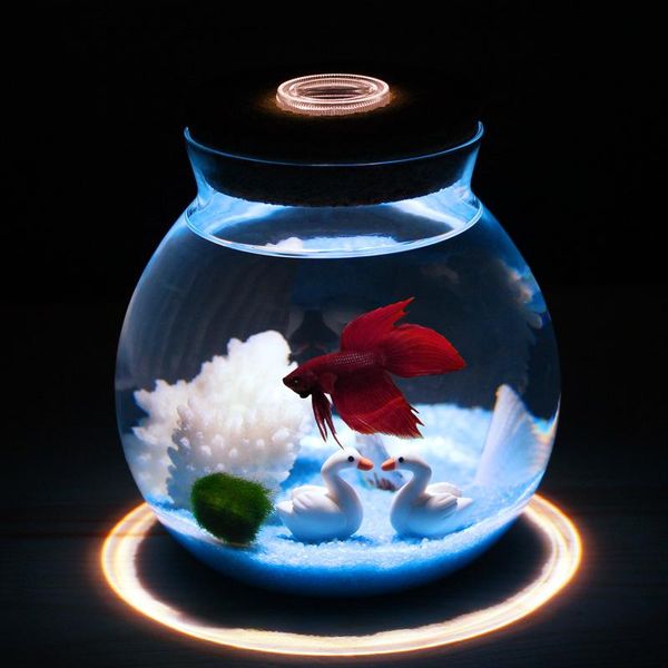 aquariums 1pcs seaweed ball ecological bottle with light micro landscape cork ser round glass sealed jar
aquariums 1pcs seaweed ball ecological bottle with light micro landscape cork ser round glass sealed jar