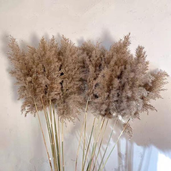 decorative flowers & wreaths 5/7pcs 40-80cm natural reed dried flower big pampas grass wedding decoration
decorative flowers & wreaths 5/7pcs 40-80cm natural reed dried flower big pampas grass wedding decoration