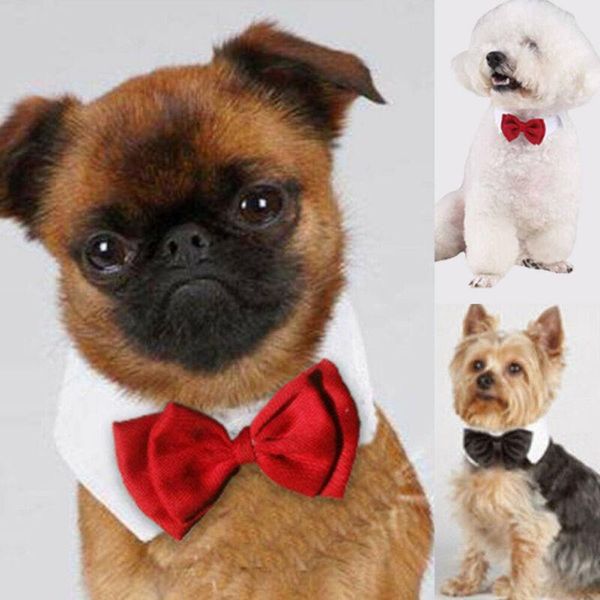 dog apparel faroot 1pcs adorable cat pet puppy kitten fashion bow tie clothes necktie collar
dog apparel faroot 1pcs adorable cat pet puppy kitten fashion bow tie clothes necktie collar