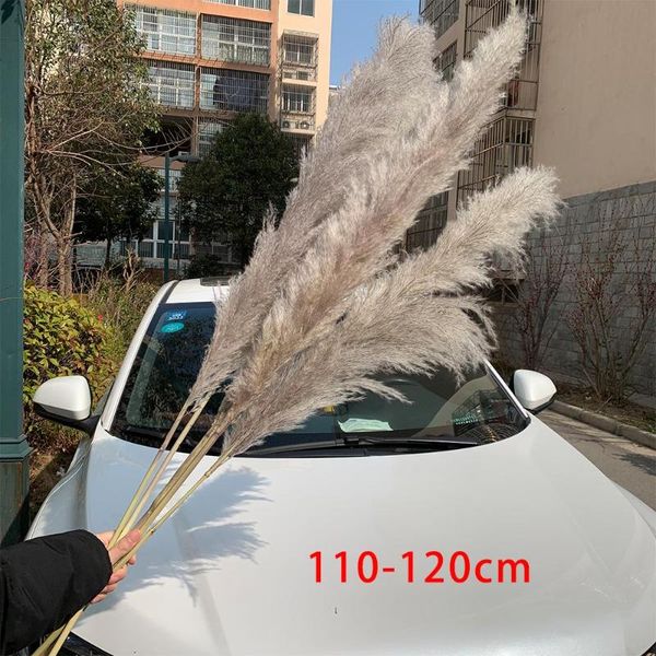 extra large pampas grass 120cm grey/white color fluffy natural dried flowers bouquet boho vintage style for wedding home decor
extra large pampas grass 120cm grey/white color fluffy natural dried flowers bouquet boho vintage style for wedding home decor