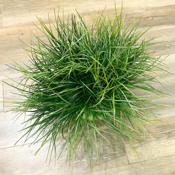 decorative flowers & wreaths artificial plastic grass plant flower wedding arrangement home garden decoration water
decorative flowers & wreaths artificial plastic grass plant flower wedding arrangement home garden decoration water