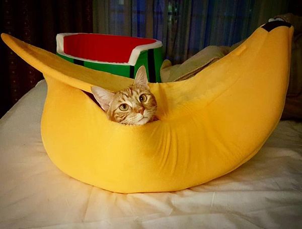 cat beds & furniture banana nest ins boat bed dog pet supplies kitten for small puppies
cat beds & furniture banana nest ins boat bed dog pet supplies kitten for small puppies