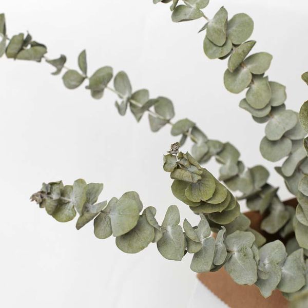 decorative flowers & wreaths natural eucalyptus leaves branches stems dried flower real plant ornament for diy wedding shooting prop home de
decorative flowers & wreaths natural eucalyptus leaves branches stems dried flower real plant ornament for diy wedding shooting prop home de