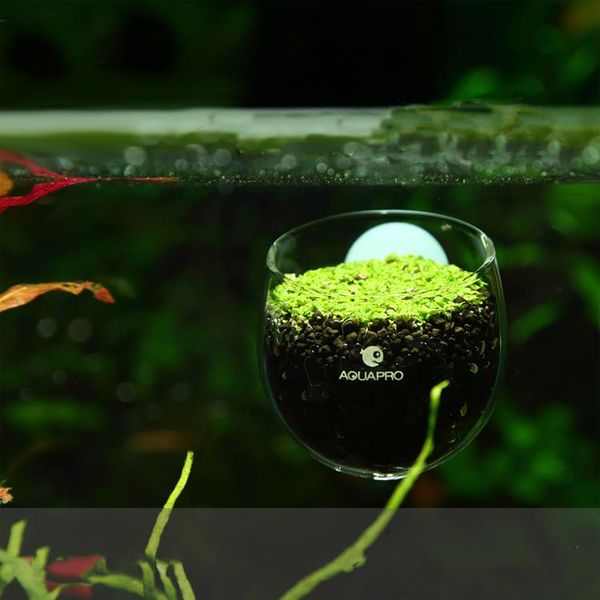 aquariums mini red shrimp aquarium fish tank aquatic crystal glass pot plant cup holder
aquariums mini red shrimp aquarium fish tank aquatic crystal glass pot plant cup holder