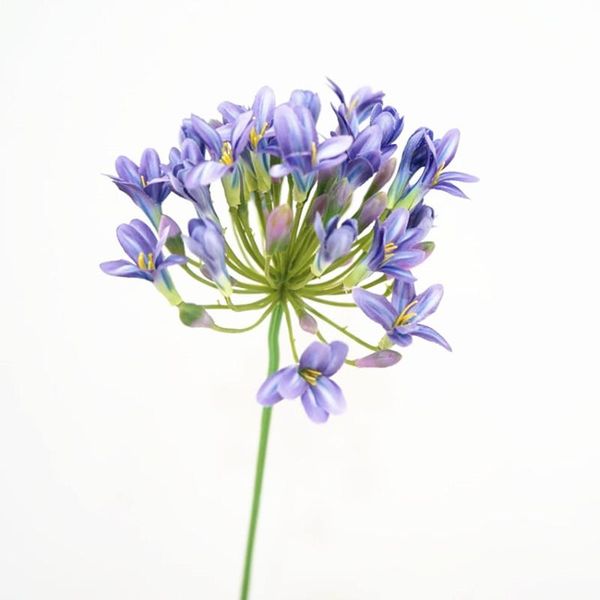 decorative flowers & wreaths african agapanthus simulation flower living room bedroom decoration art shooting props
decorative flowers & wreaths african agapanthus simulation flower living room bedroom decoration art shooting props