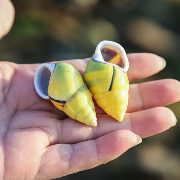 decorations natural snail 5cm conch shell specimen shells sea tanks fish snails aquarium i6g1
decorations natural snail 5cm conch shell specimen shells sea tanks fish snails aquarium i6g1
