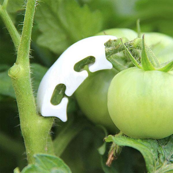 50pcs grafting fixing clip plastic tomato branch garden fruit sapling reinforcement anti bend hanging seedling supporting planters & pots
50pcs grafting fixing clip plastic tomato branch garden fruit sapling reinforcement anti bend hanging seedling supporting planters & pots