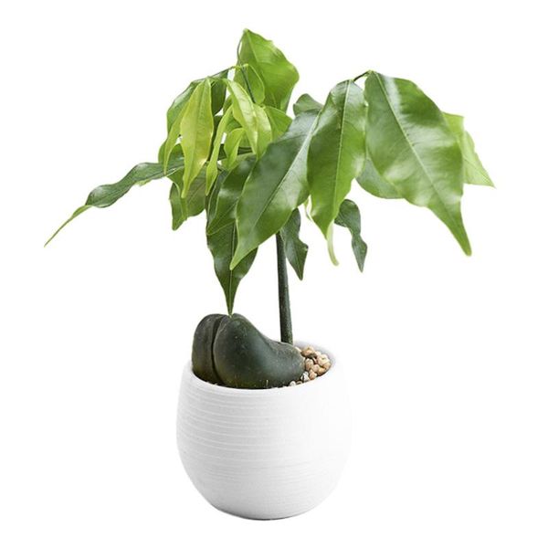 vases mini colourful round plastic plant flower pot garden home office decor planter deskpots decoration#30
vases mini colourful round plastic plant flower pot garden home office decor planter deskpots decoration#30