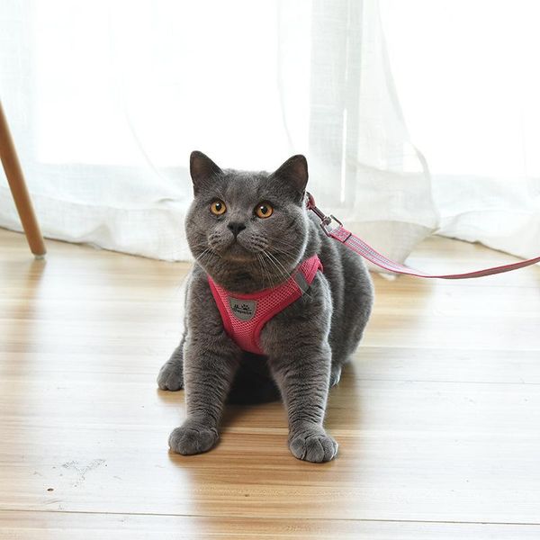 cat collars & leads collar vest type lesh reflective anti-breakaway dog harness and leash set pet product puppy accessories
cat collars & leads collar vest type lesh reflective anti-breakaway dog harness and leash set pet product puppy accessories