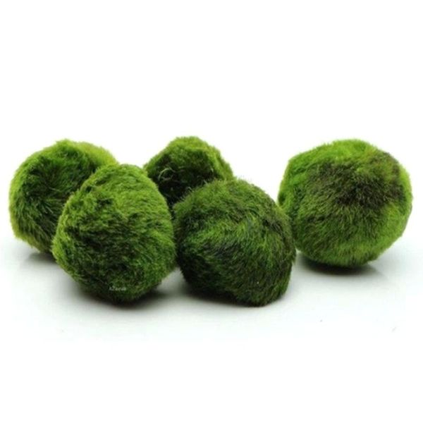 10pcs/lot diameter 3-4cm living green algal bulb small ball aquarium fish tank landscape foreground grass ornament wholesale decorations
10pcs/lot diameter 3-4cm living green algal bulb small ball aquarium fish tank landscape foreground grass ornament wholesale decorations