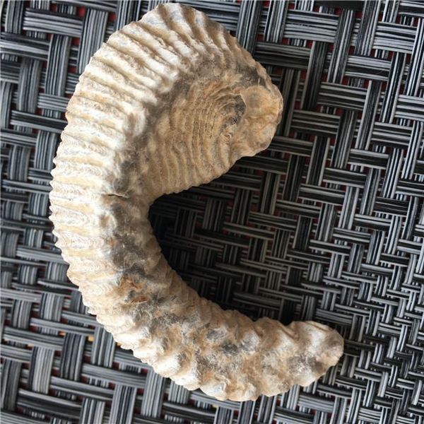 decorative objects & figurines madagascar natural oyster fossil paleontological teaching taxidermy hands play with the original stone strang
decorative objects & figurines madagascar natural oyster fossil paleontological teaching taxidermy hands play with the original stone strang