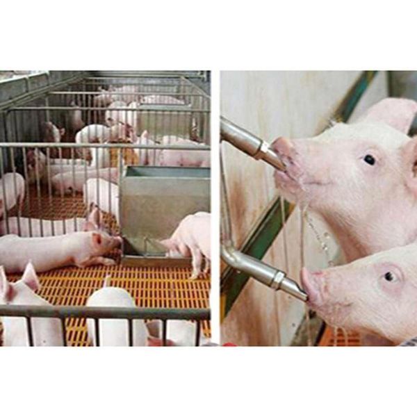 waste bins waterer drinkers nipples pig swine livestock stainless steel water drinking aste
waste bins waterer drinkers nipples pig swine livestock stainless steel water drinking aste