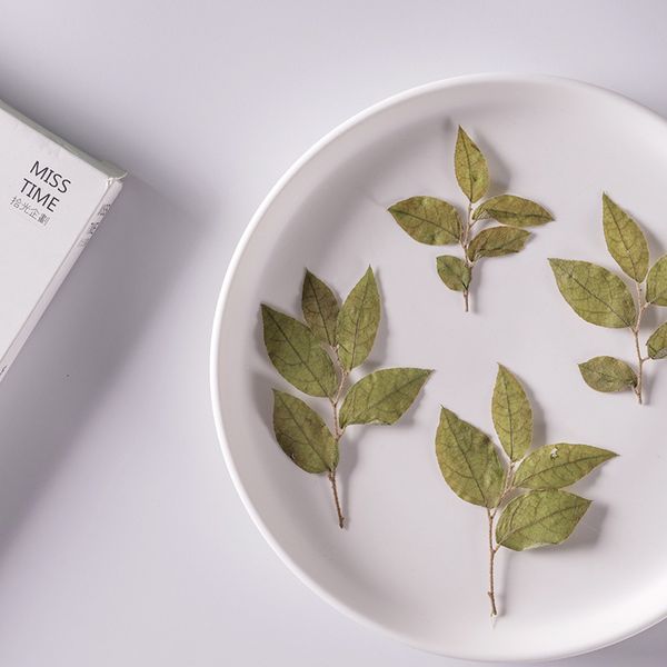 loropetalum chinense leaf embossed dry flower with branch real movable bookmark material bag glue dropping mobile festival gift design
loropetalum chinense leaf embossed dry flower with branch real movable bookmark material bag glue dropping mobile festival gift design