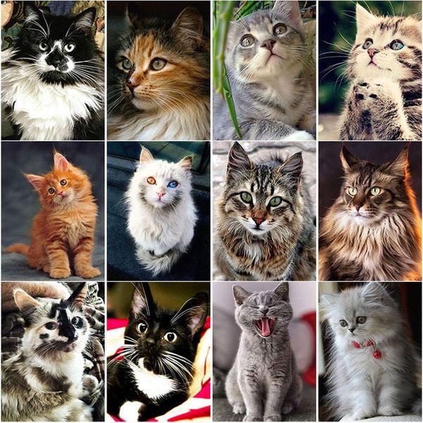diamond painting 5d diy animal cat embroidery landscape cross stitch crafts full square round drill home decor gift
diamond painting 5d diy animal cat embroidery landscape cross stitch crafts full square round drill home decor gift