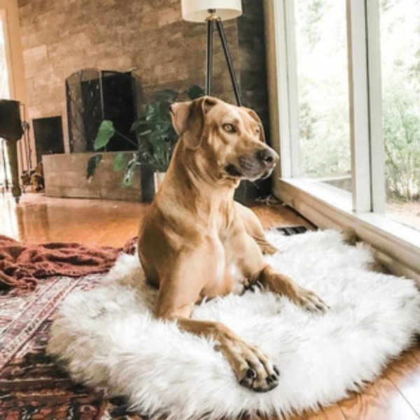 kennels & pens s-xl super thick faux wool big dog samoyed golden retriever mat luxury pet cat comfort cushion bed dropping
kennels & pens s-xl super thick faux wool big dog samoyed golden retriever mat luxury pet cat comfort cushion bed dropping