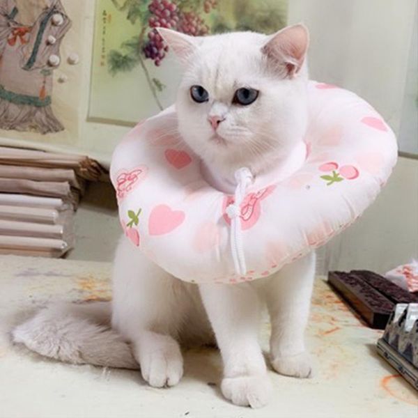 pet cat collar elizabethan cotton filling protective neckwear for wound healing anti-bite supplies collars & leads
pet cat collar elizabethan cotton filling protective neckwear for wound healing anti-bite supplies collars & leads