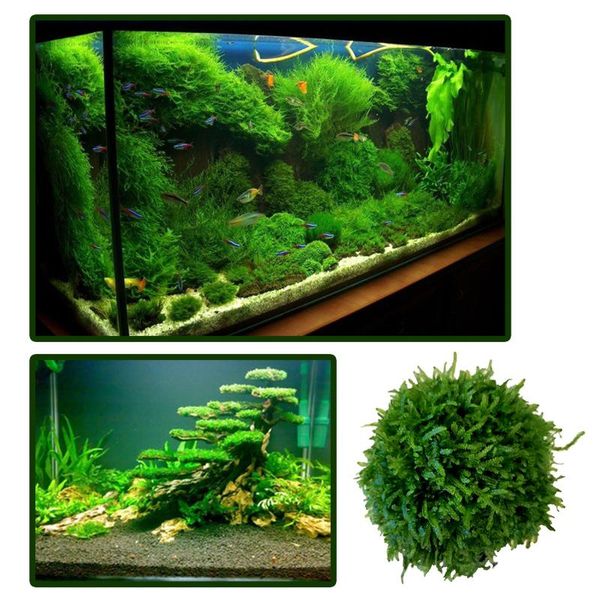 decorations aquarium green algae ball landscaping seaweed plastic 2.75inch fish box ornaments
decorations aquarium green algae ball landscaping seaweed plastic 2.75inch fish box ornaments