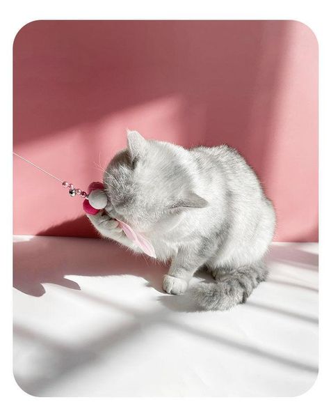 cat toys toy fairy tease stick with bell artifact bite resistant feather kitten products
cat toys toy fairy tease stick with bell artifact bite resistant feather kitten products